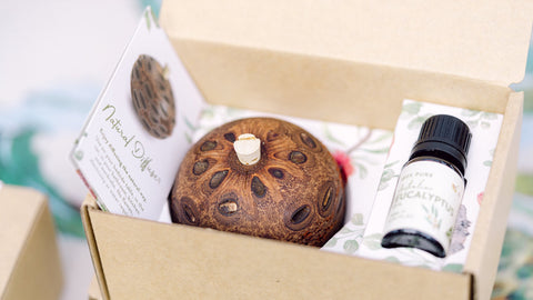 Why Native Banksia Makes a Sustainable Gift