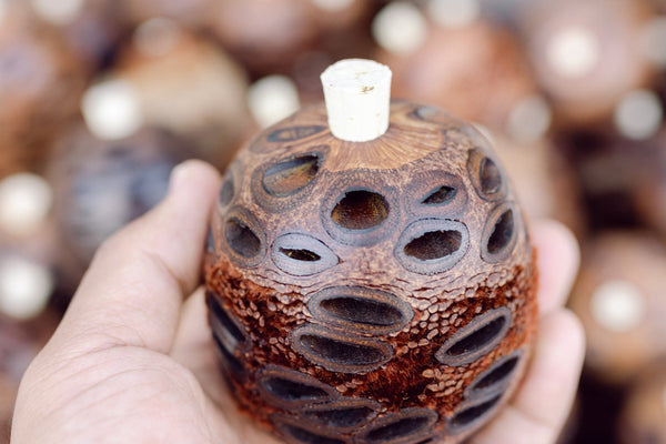 A hand holding a natural banksia pod diffuser, showing its porous cells and cork stopper