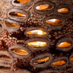 Set of Two Hollow Banksia Tea Light Holders | Handcrafted Australian Home Décor