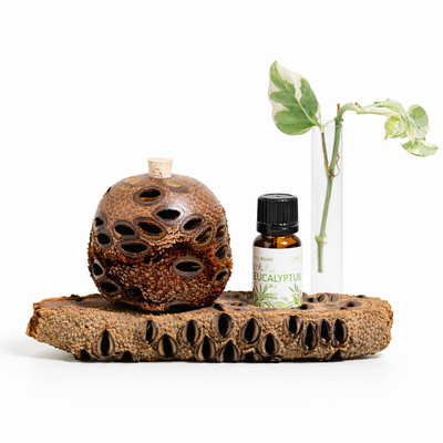Banksia Pod Diffuser Gift Set | Stand, Vase & Eucalyptus Oil | Australian Made